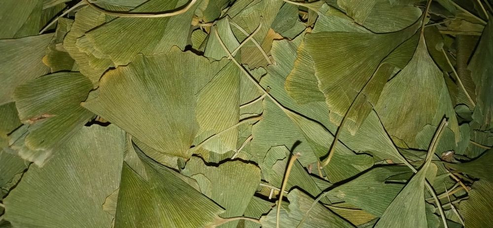 Гинкго Билоба листья цельные
