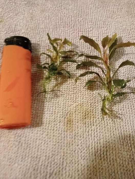 Bucephalandra shin blue, deep perple