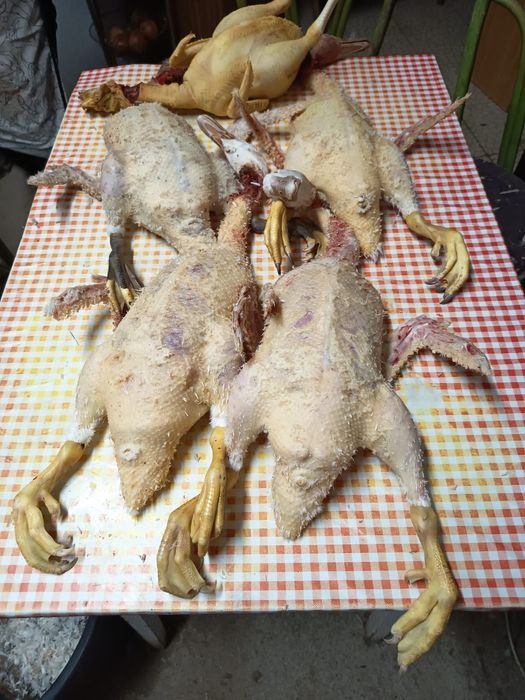 Vendo patos mudos jovens (6 meses) 7€