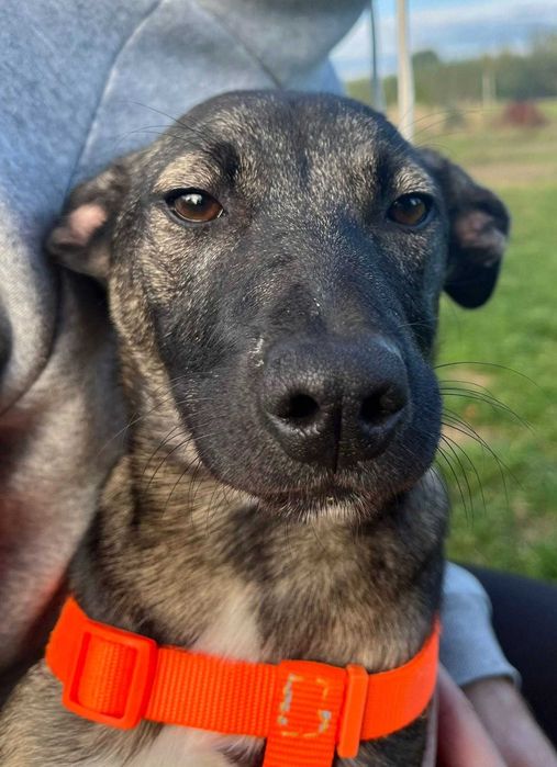 Uratowana suczka - też chcialaby mieć dom