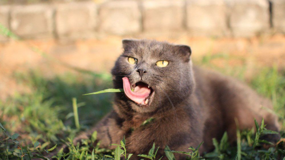 Отдам кошку в добрые руки