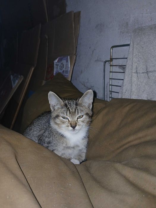 Віддам кошенят в хороші руки!