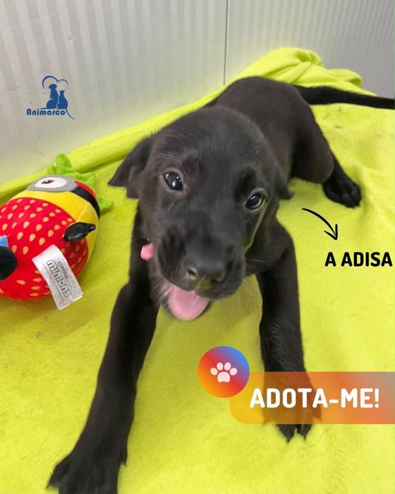 Ninhada ficarao de porte medio
