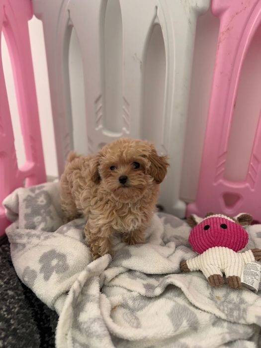 Maltipoo - urocza sunia