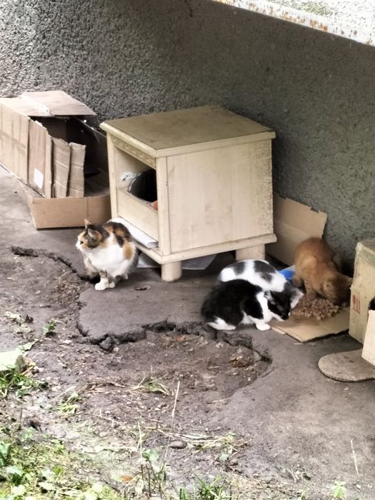 Буду вдячна за допомогу для хвостиків