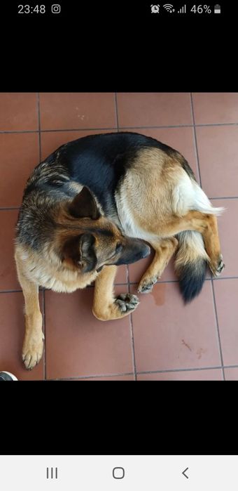 Zaginęła SUNIA owczarka