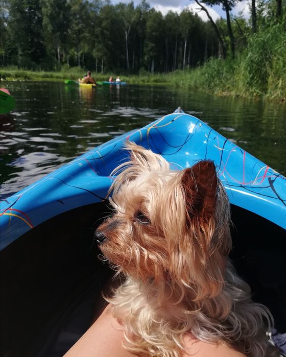 Oddam w dobre ręce pieska
