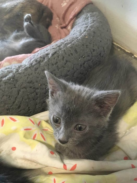 Кошенята породи russian blue