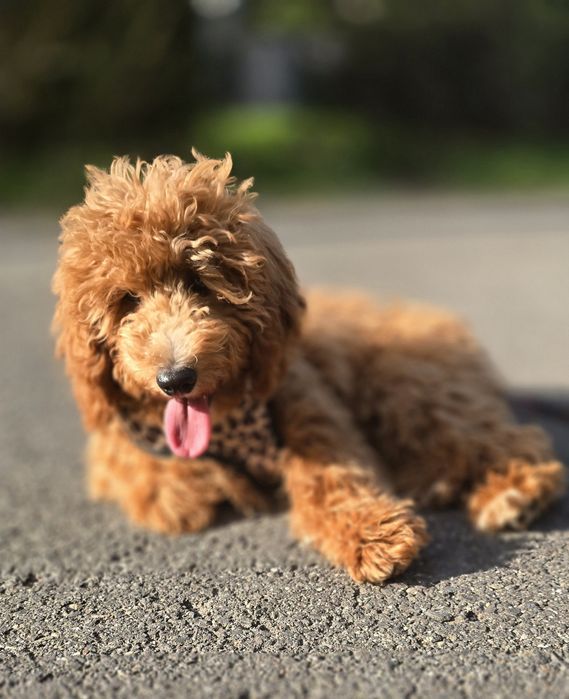 Cockapoo/ dziewczynka