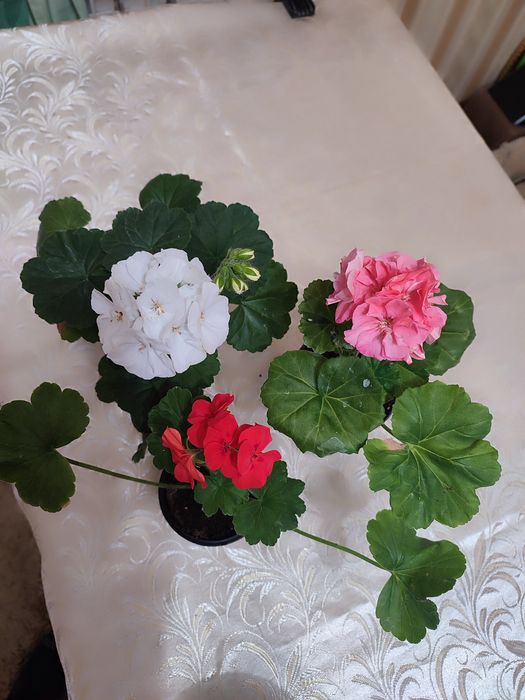 Пеларгонія ампельна та кущова