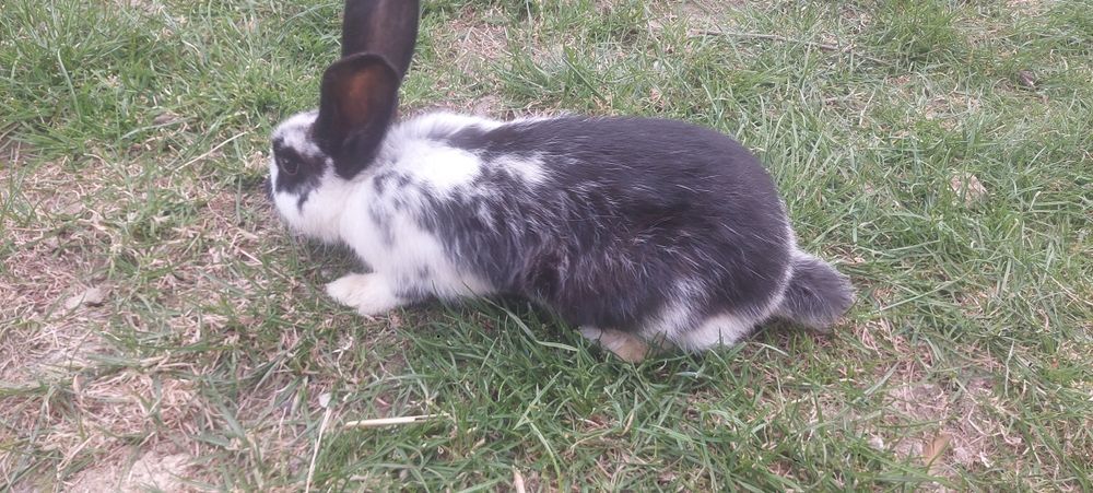 Kroliki młode mieszane