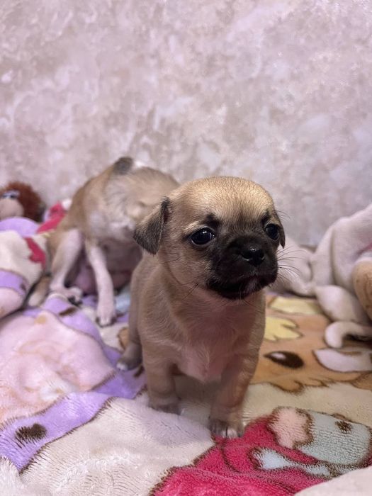 Дівчата Чихуахуа (бронювання)