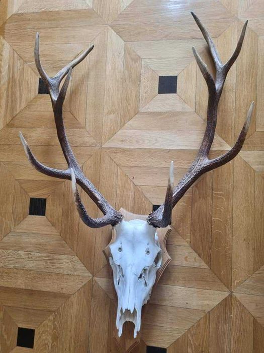 Poroże JELENI dwie sztuki