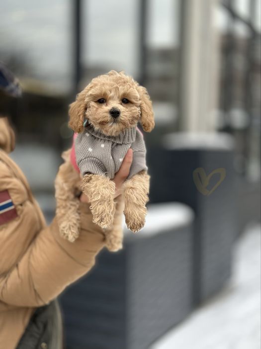 Мальтіпу. Ваша маленька мрія. З великим серцем. Карамельні цуцики