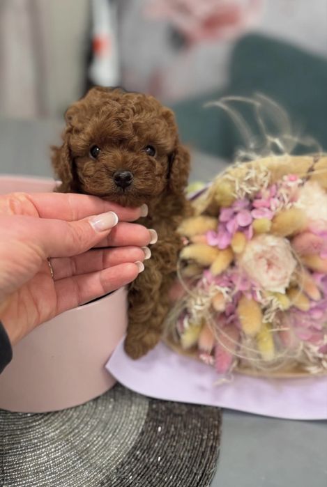 Девочка окраса ред браун тикап КСУ родословная