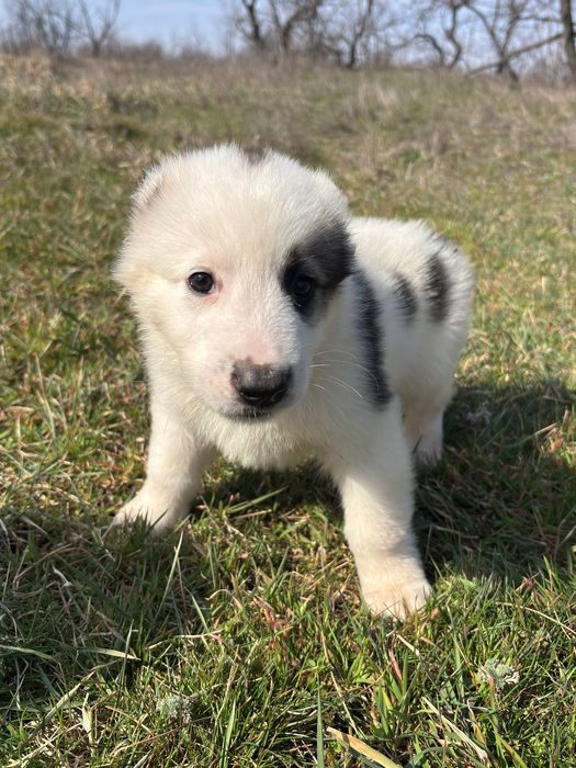 “Алабайчик на виріст: від маленького ведмежати до вірного друга”