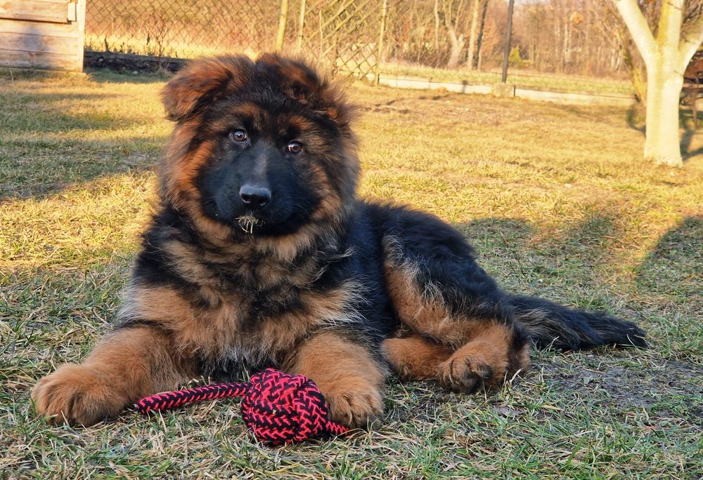 Owczarek Niemiecki Długowłosy Rezerwacja.