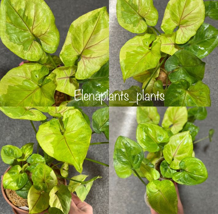 Сингониум Dark Purple, Pink Splash Dark Fat Leaf, Scrambled Eggs