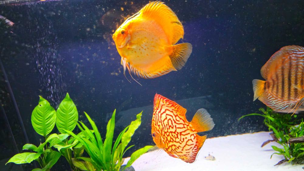 Dyskowce paletki 14-17cm 500g Bernd