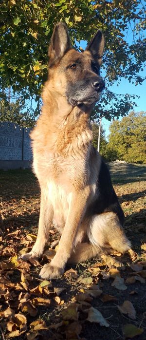 Продам щенков немецкой овчарки.