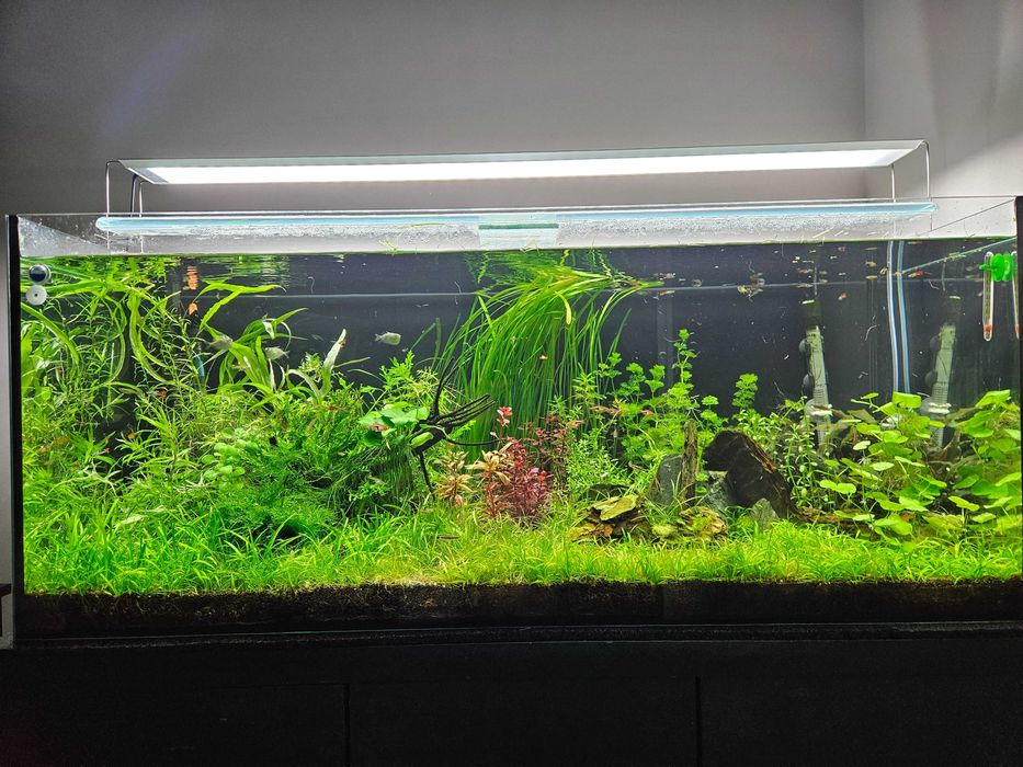 Gupiki Endlera małe i duże