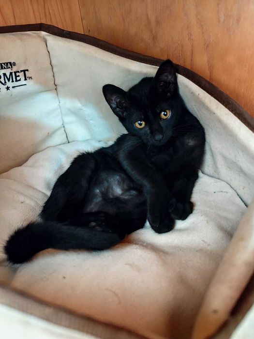 Gata bebé para adoção consciente