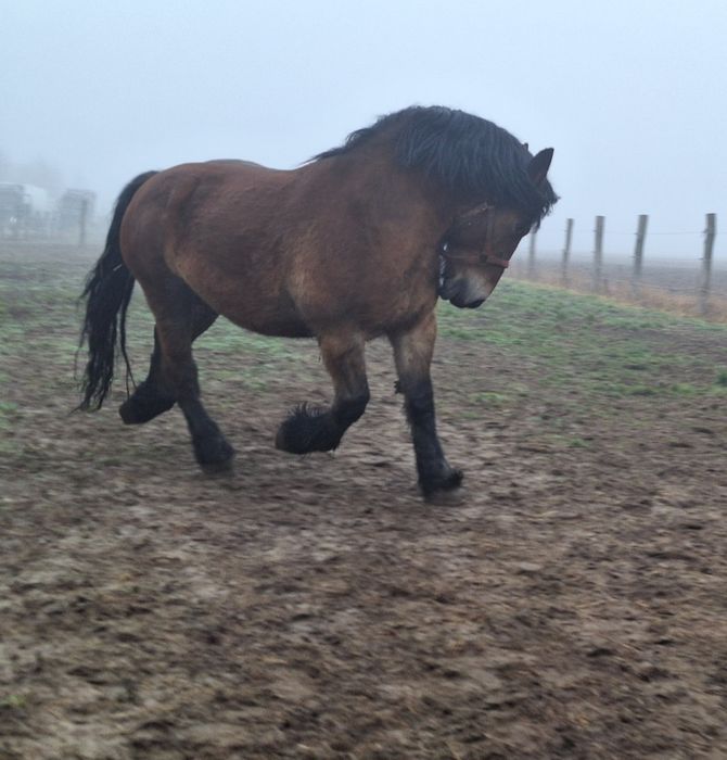 Klacz źrebna z licencją