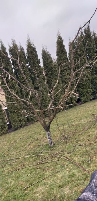 Обрізка плодових дерев.