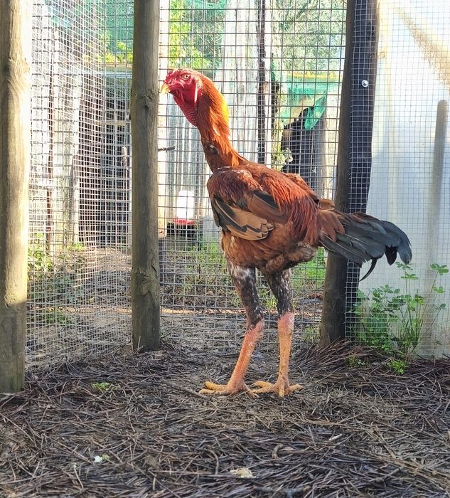 Ovos de Índio Gigante Brasileiro