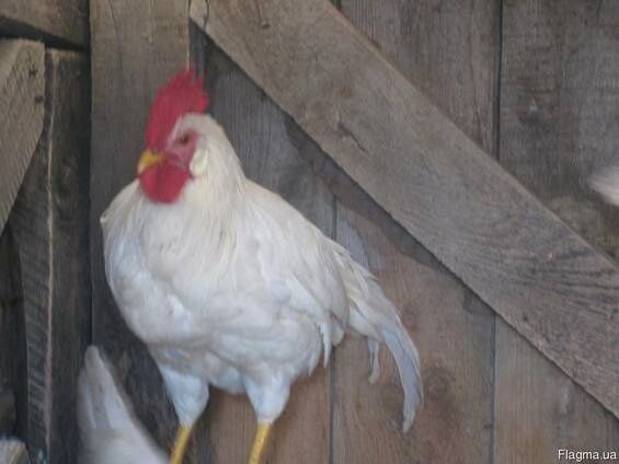 Яйце на інкубацію білої несучки Леггорн