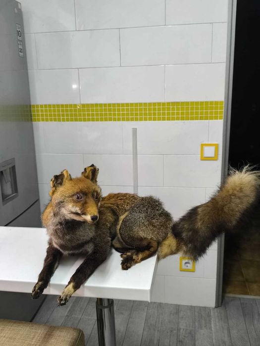 Raposa Embalsamada Bastante Real