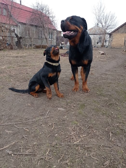 Цуценята Ротвейлера