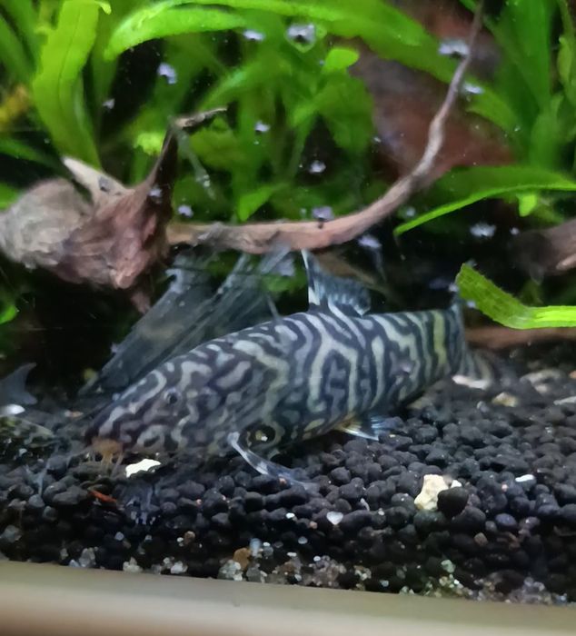 Peixe Botia yo-yo