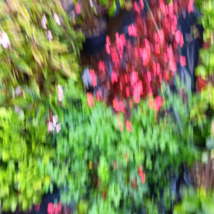 Plantas para jardins