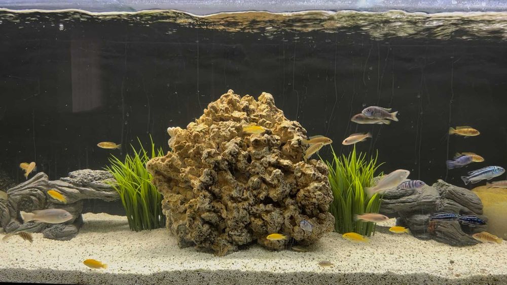 Pedra Coral para Aquário