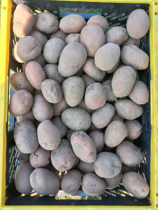 Домашня картопля