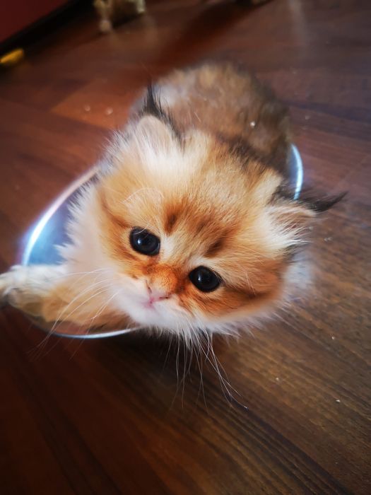 Красивенные котята