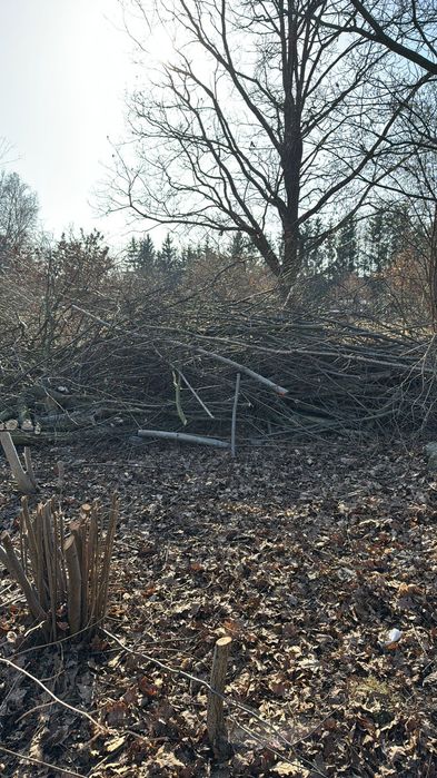 Pnie i gałęzie dąb, brzoza, oddam za darmo