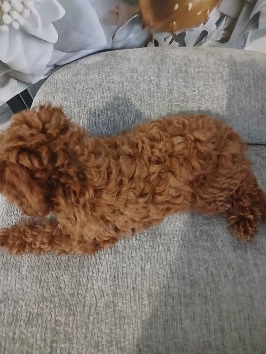 Pudel miniatura red suczka.