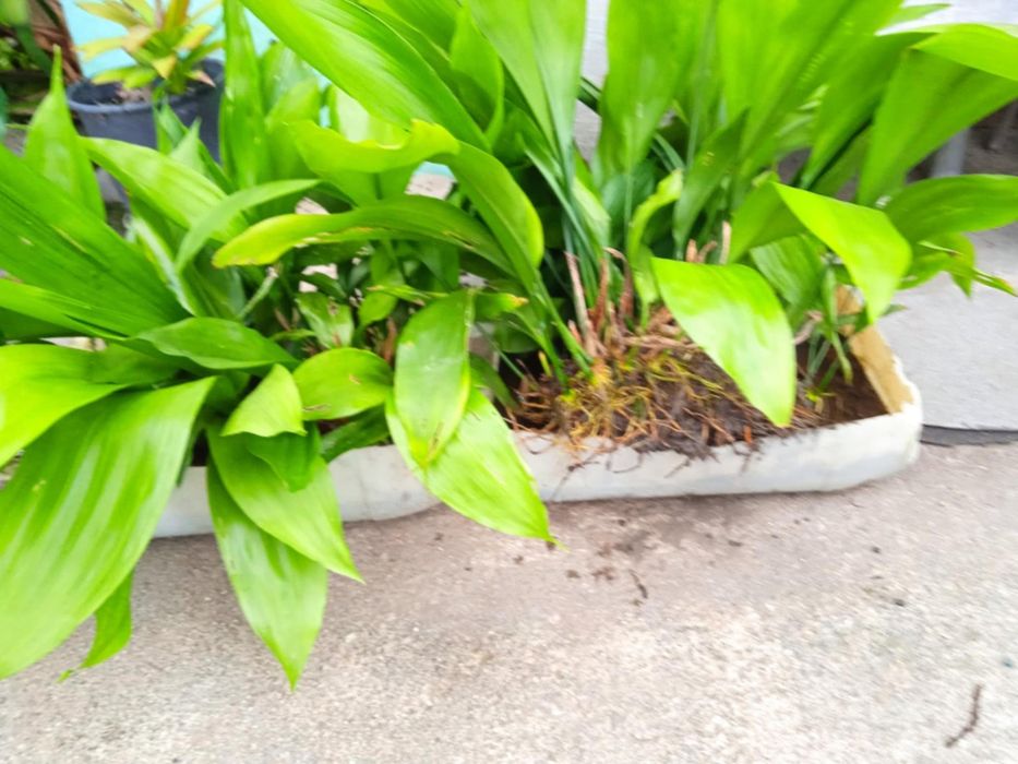 Vendo folhas de milho com raízes para plantar,  para fazer arranjos.