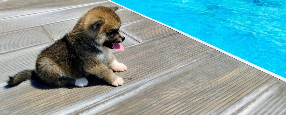 Akita Inu bebe maravilhoso