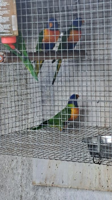 Ring necks e Loris