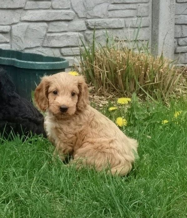Cockapoo  dziewczyny