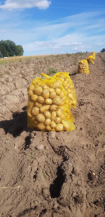 Ziemniaki jadalne żółte odmiana HETMAN!