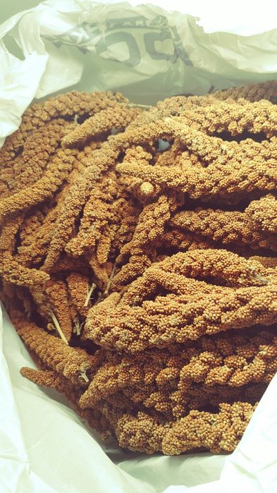 Чуміза для папуг і гризунів чумища колоски  корм для пташок волнистик