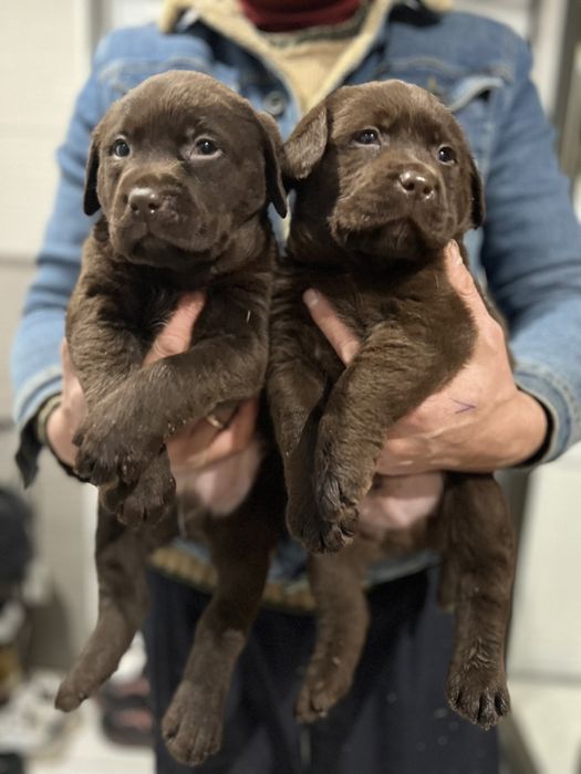 Шоколадні хлопці