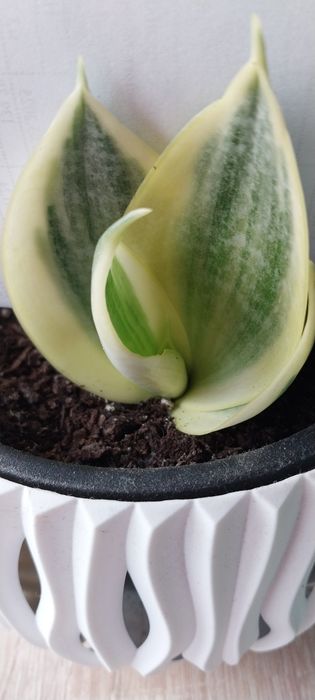 Сансиверія ханні лайм