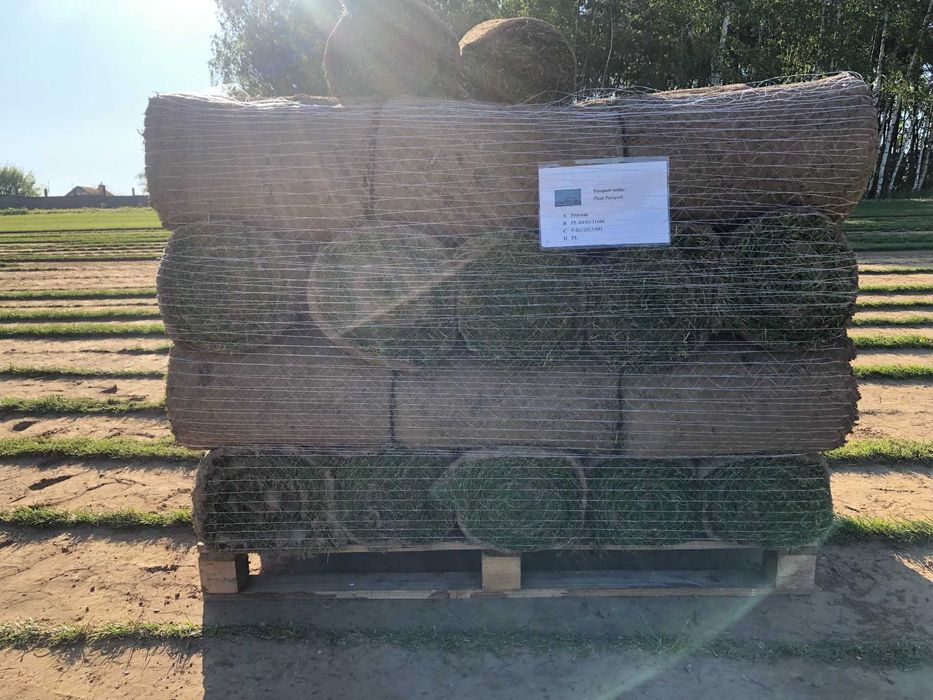 Trawa z rolki 1 gatunek, trawnik z transportem, zamówienia online