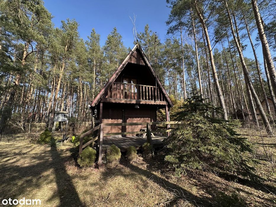Klimatyczna działka 1620 m² z domkiem w lesie w Kamieńczyku - Rafa - Widok 2