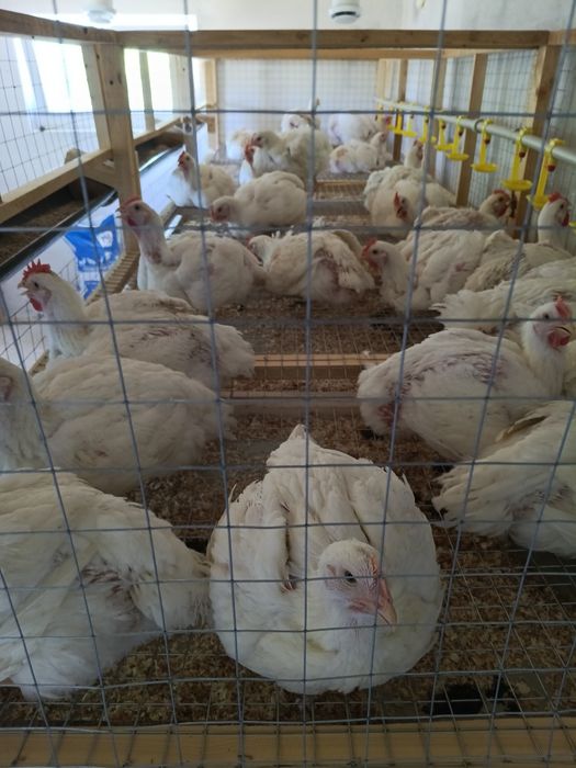 Продам тушку домашнього бройлера під замовлення